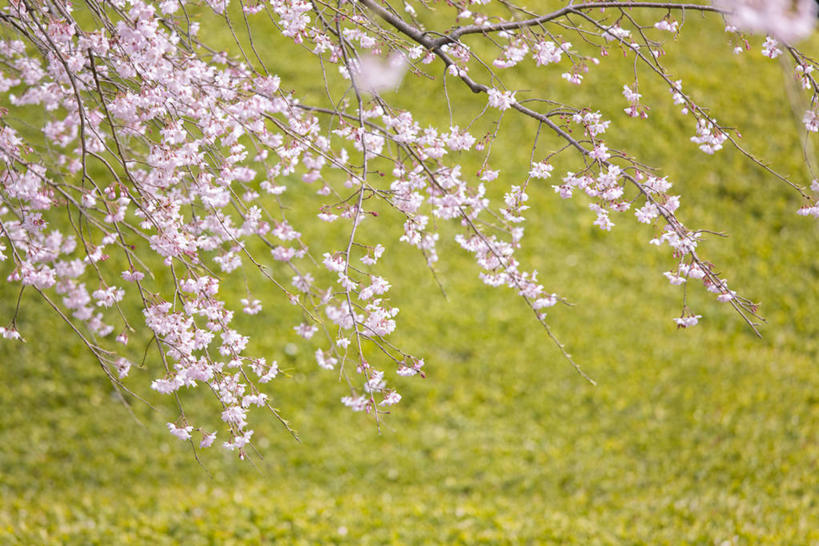 无人,横图,室外,特写,白天,正面,美景,树林,植物,东京,日本,亚洲,景观,樱花树,枝条,树,树木,树枝,绿色,自然,景色,生长,成长,自然风光,东亚,本州,关东地方,本州岛,日本国,东京都,虬枝,枝杈,彩图,文京区