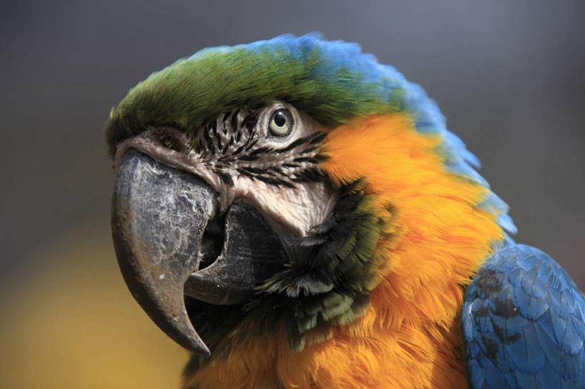 头,无人,站,横图,室外,特写,白天,正面,美景,鸟,鹦鹉,羽毛,阴影,朦胧,模糊,轻盈,柔软,光线,鸟类,影子,景观,注视,一只,黄色,蓝色,阳光,自然,动物,观察,看,站着,景色,可爱,活泼,观看,察看,金刚鹦鹉,关注,自然风光,轻柔,观赏鸟,黄蓝金刚鹦鹉,蓝黄金刚鹦鹉,头部,站立,半身,彩图,琉璃金刚鹦鹉