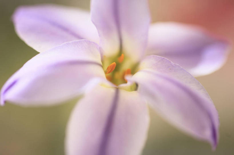 无人,横图,室外,特写,白天,正面,美景,阴影,朦胧,模糊,盛开,光线,影子,景观,花蕾,花,花瓣,花朵,鲜花,一朵,紫色,阳光,自然,花苞,花蕊,景色,清新,自然风光,幽雅,紫芳草,紫星花,彩图,花韭