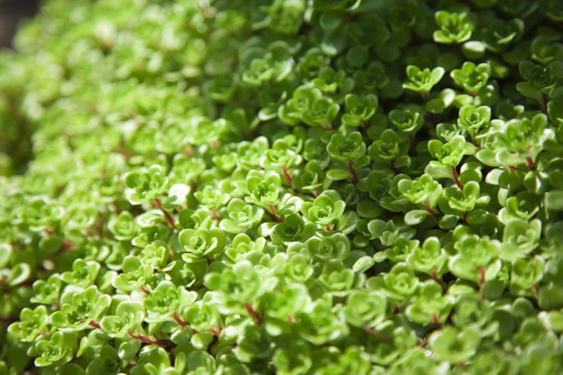 无人,横图,室外,特写,白天,正面,美景,植物,阴影,朦胧,模糊,新鲜,光线,影子,景观,草药,药草,中药,绿色,阳光,自然,景色,青春,生命,景天,自然风光,药材,中草药,和平,安详,中药材,本草,八宝,冷色,彩图,圆叶景天,包菜还阳,活血三七