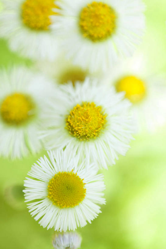 无人,竖图,俯视,室外,特写,白天,花海,花圃,美景,植物,叶子,许多,阴影,朦胧,模糊,盛开,光线,影子,景观,很多,花蕾,花,花瓣,花朵,花卉,鲜花,绿色,白色,阳光,自然,花丛,花束,花田,花苞,花蕊,菊花,景色,自然风光,彩图,高角度拍摄,春飞蓬,春一年蓬,飞蓬,费城小蓬草