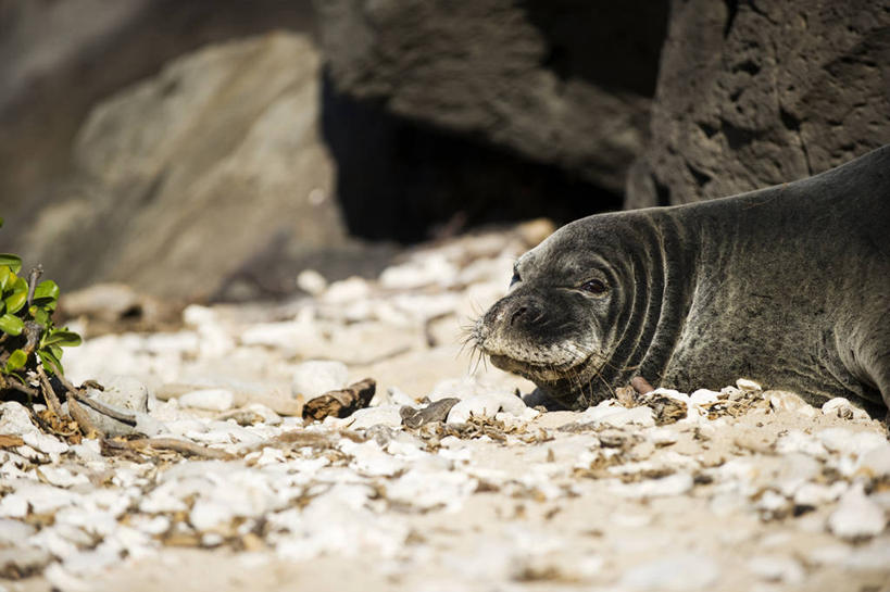 无人,横图,室外,白天,侧面,岛屿,石头,美景,哺乳动物,海豹,野生动物,夏威夷,美国,一堆,许多,阴影,堆叠,堆积,朦胧,模糊,光线,石子,影子,景观,很多,注视,一只,阳光,自然,动物,观察,看,趴着,景色,可爱,活泼,观看,堆,察看,北美,北美洲,关注,自然风光,美洲,瓦胡岛,欧胡岛,欧湖岛,夏威夷州,爱洛哈之州,北亚美利加洲,亚美利加洲,聚集之岛,夏威夷僧海豹,僧海豹,列岛,群岛,石块,诸岛,趴,半身,彩图,美利坚合众国