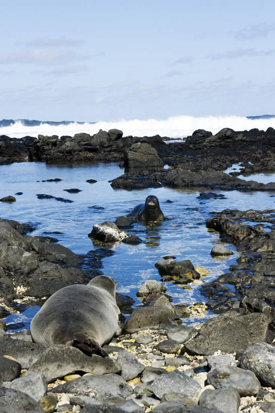 无人,站,竖图,室外,白天,正面,旅游,度假,岛屿,海浪,海洋,石头,美景,沙滩,哺乳动物,海豹,野生动物,夏威夷,美国,一堆,许多,阴影,堆叠,堆积,光线,沙子,石子,影子,海岸,景观,浪花,云,云朵,沙地,很多,云彩,扭头,注视,娱乐,蓝色,白云,蓝天,天空,阳光,自然,海水,动物,天,观察,看,趴着,站着,转头,两只,享受,休闲,景色,放松,可爱,活泼,晴朗,观看,堆,察看,北美,北美洲,关注,自然风光,美洲,海景,瓦胡岛,欧胡岛,欧湖岛,夏威夷州,爱洛哈之州,北亚美利加洲,亚美利加洲,聚集之岛,夏威夷僧海豹,僧海豹,大海,风浪,海,海水的波动,海滩,近岸浪,列岛,群岛,石块,岩石,涌浪,诸岛,晴空,趴,站立,彩图,全身,美利坚合众国