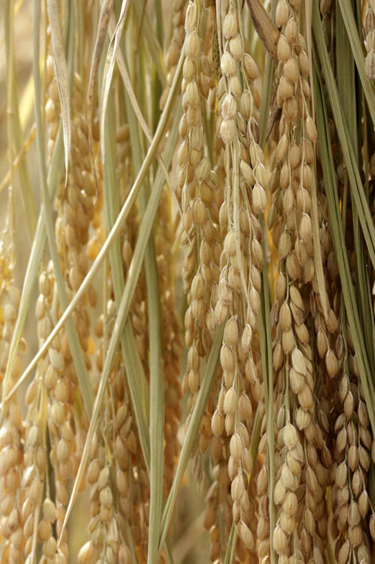 无人,竖图,室内,特写,白天,正面,许多,阴影,反射,纹路,纹理,影子,谷物,水稻,很多,稻,肌理,彩图