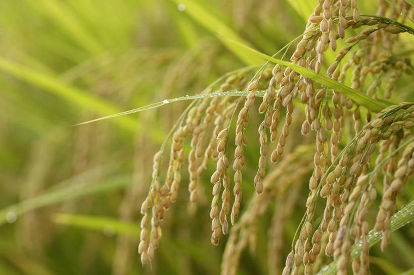 无人,农田,横图,室外,特写,白天,正面,农业,庄稼,农作物,美景,阴影,朦胧,模糊,光线,影子,稻田,景观,谷物,水稻,稻,阳光,自然,景色,自然风光,彩图,耕地,庄稼田