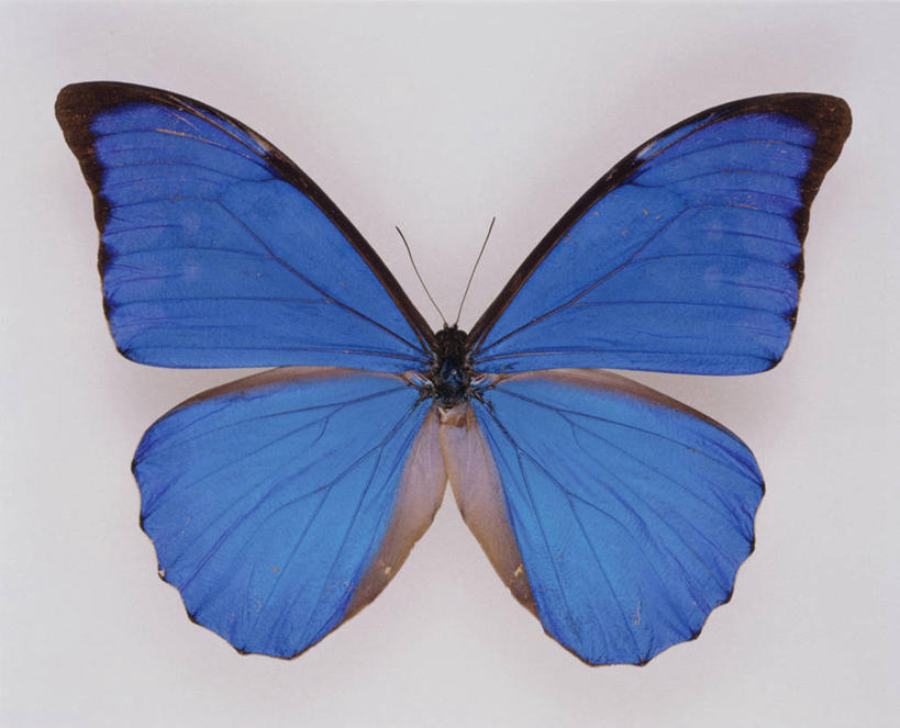无人,横图,室内,特写,白天,白色背景,正面,蝴蝶,阴影,反射,昆虫,影子,一只,蓝色,动物,摄影,影棚,蓝闪蝶,闪蝶,益虫,蓝摩尔福蝶,彩图,全身,影棚拍摄,拍摄,蓝色大闪蝶
