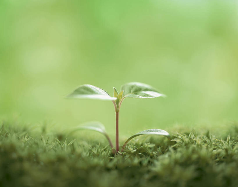 无人,横图,室外,特写,白天,正面,美景,植物,阴影,朦胧,模糊,光线,影子,景观,青苔,发芽,苔藓,绿色,阳光,自然,景色,生长,成长,自然风光,抽芽,彩图