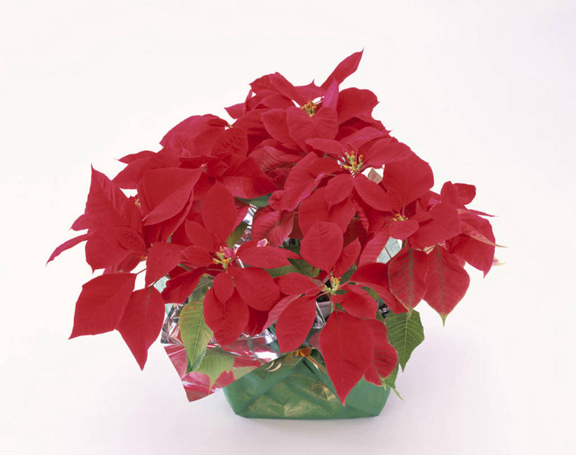 无人,横图,室内,特写,白天,白色背景,正面,植物,圣诞节,节日,庆祝,盛开,盆栽,圣诞红,一品红,盆景,花蕾,文化,花,花瓣,花朵,鲜花,红色,绿色,自然,花苞,花蕊,圣诞花,庆典,摄影,猩猩木,影棚,生长,成长,纪念,绿洲,彩图,影棚拍摄,拍摄