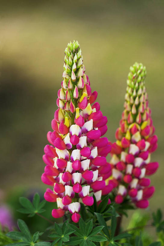 无人,竖图,室外,特写,白天,正面,美景,植物,叶子,阴影,朦胧,模糊,盛开,光线,影子,景观,羽扇豆,绿叶,鲁冰花,花,花瓣,花朵,花卉,鲜花,两朵,阳光,自然,花蕊,嫩叶,景色,母爱,自然风光,白羽扇豆,奉献,无私,苦涩,叶,叶片,彩图