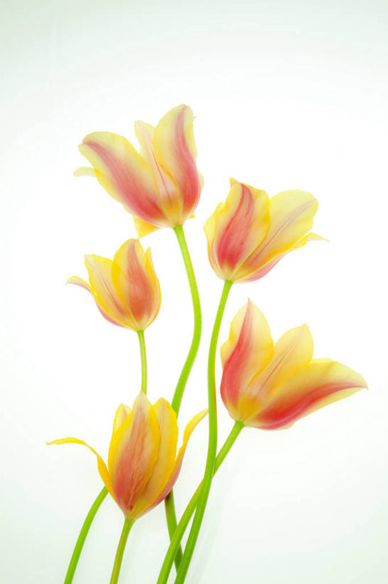 无人,竖图,室内,特写,白天,白色背景,正面,爱情,郁金香,五朵,阴影,朦胧,模糊,盛开,反射,影子,祝福,花蕾,花,花瓣,花朵,鲜花,黄色,花苞,花蕊,橙色,摄影,影棚,表白,荣誉,永恒,郁香,洋荷花,草麝香,彩图,影棚拍摄,拍摄