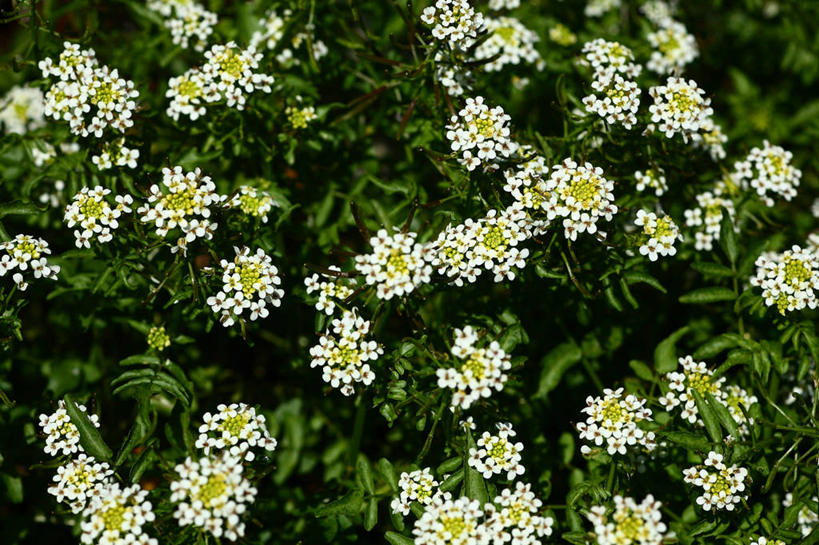 无人,横图,俯视,室外,特写,白天,花海,花圃,美景,植物,叶子,阴影,朦胧,模糊,盛开,光线,影子,景观,绿叶,花蕾,花,花瓣,花朵,花卉,鲜花,绿色,白色,阳光,自然,花丛,花束,花田,花苞,花蕊,嫩叶,景色,自然风光,豆瓣菜,水蔊菜,水田芥菜,水茼蒿,西洋菜,叶,叶片,彩图,高角度拍摄,水芥菜,水田芥,水田芹