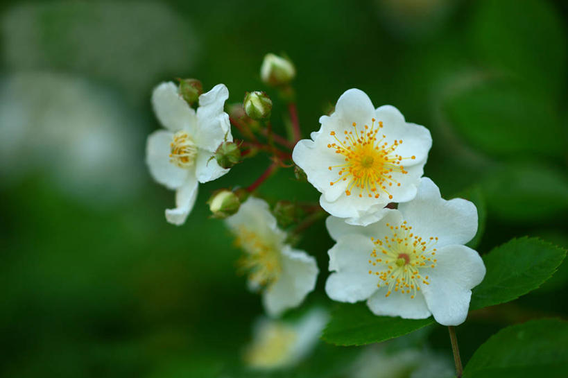 无人,横图,俯视,室外,特写,白天,美景,植物,叶子,阴影,朦胧,梦幻,模糊,盛开,光线,影子,景观,绿叶,枝条,浪漫,美丽,花蕾,花,花瓣,花朵,鲜花,树,树木,树枝,绿色,阳光,自然,花苞,花蕊,嫩叶,景色,生长,成长,自然风光,纯真,热恋,虬枝,枝杈,多花蔷薇,野蔷薇,白残花,刺红,刺蘼,买笑,蔷薇,叶,叶片,彩图,高角度拍摄,白蔷薇