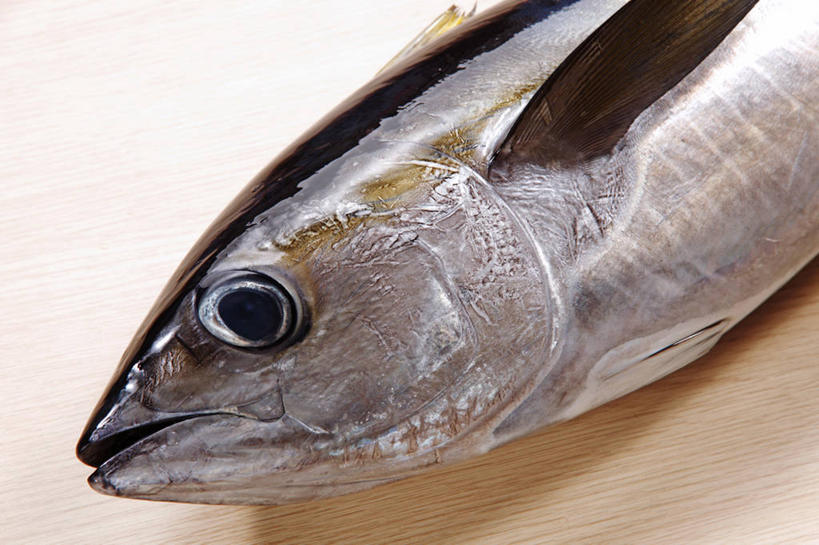 无人,横图,俯视,室内,特写,白天,餐桌,桌子,一条,阴影,反射,鱼,影子,鲔鱼,金枪鱼,鱼类,海洋生物,餐台,死亡,吞拿鱼,水生动物,水生物,海底动物,殒命,灭亡,半身,彩图,高角度拍摄