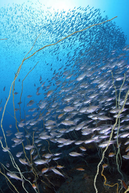 游泳,海鲜,无人,竖图,室外,白天,仰视,海底,水下,海浪,海洋,美景,静冈县,日本,亚洲,一群,许多,鱼,景观,浪花,水底,很多,注视,水产,鱼类,海洋生物,自然,海水,观察,看,景色,海底世界,观看,察看,关注,自然风光,水生动物,海产品,水生物,海景,东亚,海底动物,本州,本州岛,日本国,中部地方,静冈,泅水,拍浮,大海,风浪,海,海床,海水的波动,近岸浪,涌浪,半身,彩图,低角度拍摄,沼津市