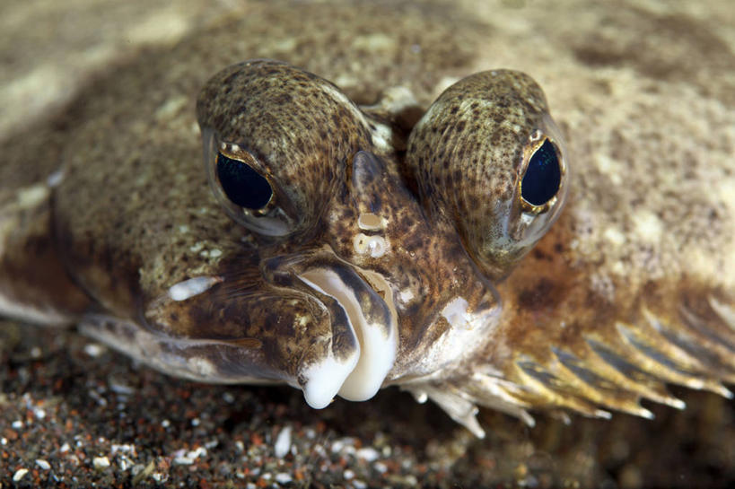 游泳,无人,横图,室外,特写,白天,正面,海底,水下,美景,比目鱼,静冈县,日本,亚洲,一条,鱼,景观,水底,注视,海洋生物,自然,观察,看,景色,海底世界,观看,察看,关注,自然风光,水生动物,水生物,东亚,海底动物,本州,本州岛,日本国,中部地方,静冈,泅水,拍浮,海床,鲽鱼,半身,彩图,木叶鲽,沼津市,角木叶鲽