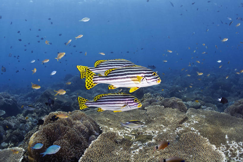 游泳,海鲜,无人,横图,室内,白天,侧面,海底,水下,海浪,海洋,石头,美景,印度尼西亚,印尼,亚洲,一群,许多,鱼,石子,景观,浪花,水底,很多,注视,水产,鱼类,海洋生物,自然,海水,观察,看,景色,巴厘岛,海底世界,东南亚,观看,察看,关注,自然风光,水生动物,海产品,水生物,海景,海底动物,印度尼西亚共和国,泅水,巴厘省,拍浮,细鳞鱼,大海,风浪,海,海床,海水的波动,近岸浪,石块,岩石,涌浪,彩图,全身,细鳞鲑