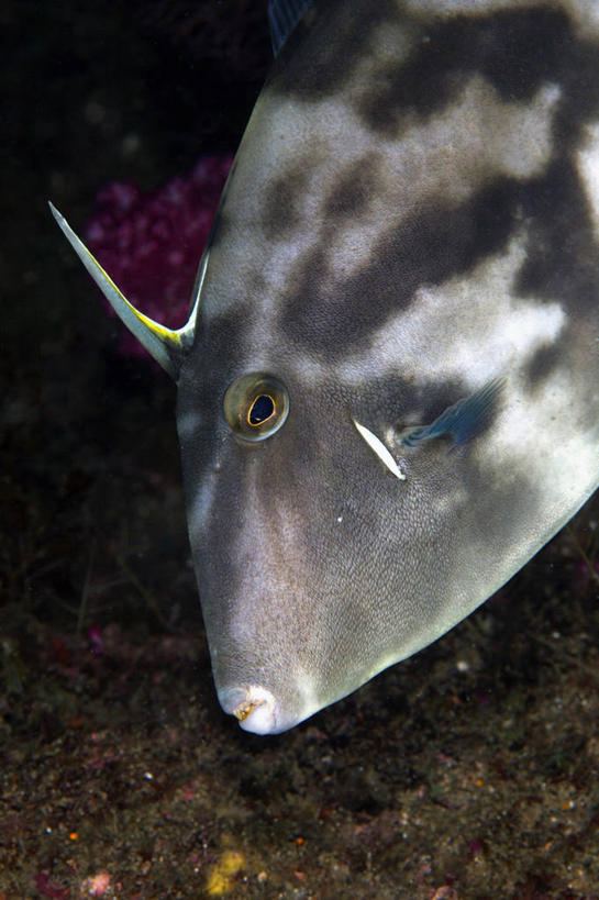 游泳,无人,竖图,俯视,室内,特写,白天,海底,水下,美景,静冈县,日本,亚洲,一条,景观,水底,注视,自然,观察,看,景色,海底世界,观看,察看,关注,自然风光,东亚,本州,本州岛,日本国,中部地方,静冈,剥皮鱼,绿鳍马面鲀,橡皮鱼,马面鱼,扒皮鱼,马面鲀,泅水,拍浮,海床,半身,彩图,高角度拍摄,沼津市