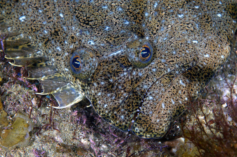 游泳,海鲜,无人,横图,俯视,室内,特写,白天,海底,水下,礁石,石头,美景,比目鱼,静冈县,日本,亚洲,一条,鱼,石子,景观,水底,注视,水产,海洋生物,自然,观察,看,景色,海底世界,观看,察看,关注,自然风光,水生动物,海产品,水生物,东亚,海底动物,本州,本州岛,日本国,中部地方,静冈,泅水,伊豆半岛,拍浮,海床,礁,石块,岩石,鲽鱼,半身,彩图,高角度拍摄,鲆鲽,黄金鲽,棘鲽,江鲽,星斑川鲽,星点石鲽,星鲽,星突江鲽,鹰斑鲽