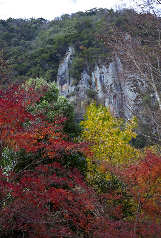无人,竖图,室外,白天,仰视,旅游,度假,石头,美景,森林,山,山脉,树林,植物,大分县,日本,亚洲,石子,景观,山顶,山峰,山峦,娱乐,树,树木,绿色,自然,群山,享受,休闲,景色,放松,生长,成长,自然风光,东亚,沉积岩,日本国,九州本岛,九州,九州岛,九州地方,中津市,耶马溪,大分,颠峰,极峰,水成岩,石块,岩石,彩图,低角度拍摄