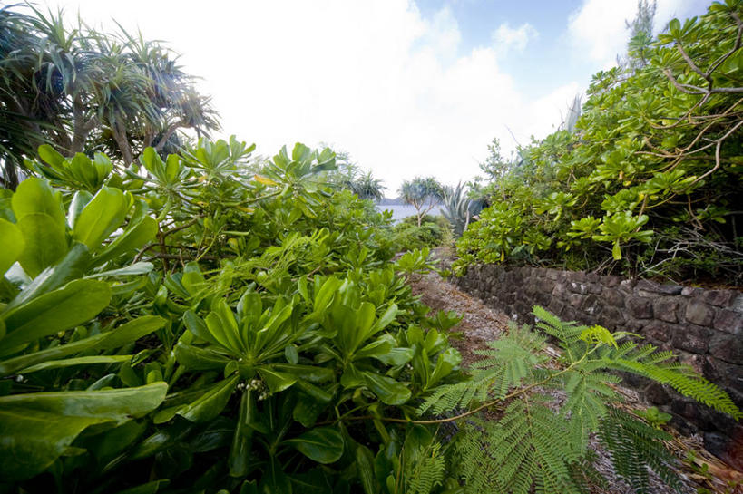 无人,横图,室外,白天,正面,旅游,度假,美景,森林,树林,植物,道路,路,东京,日本,亚洲,阴影,光线,影子,景观,云,云朵,小路,交通,云彩,娱乐,树,树木,蓝色,绿色,白云,蓝天,天空,阳光,自然,天,享受,休闲,景色,放松,乡间小路,生长,晴朗,成长,自然风光,东亚,本州,关东地方,本州岛,日本国,东京都,小笠原群岛,父岛列岛,晴空,彩图