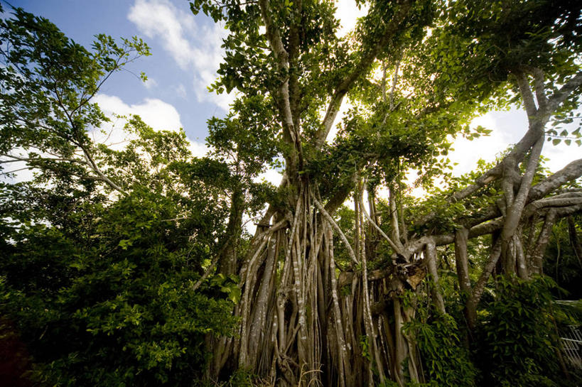 无人,横图,室外,白天,仰视,旅游,度假,美景,森林,树林,植物,东京,日本,亚洲,阴影,光线,影子,景观,云,云朵,云彩,娱乐,树,树木,蓝色,绿色,白云,蓝天,天空,阳光,自然,天,享受,休闲,景色,放松,生长,晴朗,成长,自然风光,东亚,本州,关东地方,本州岛,日本国,东京都,小笠原群岛,父岛列岛,晴空,彩图,低角度拍摄