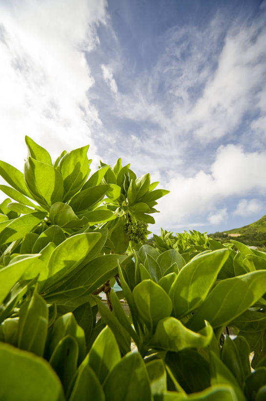 无人,农田,竖图,室外,白天,仰视,旅游,度假,庄稼,农作物,美景,叶子,东京,日本,亚洲,阴影,光线,影子,景观,云,云朵,绿叶,云彩,娱乐,蓝色,白云,蓝天,天空,阳光,自然,天,享受,休闲,嫩叶,景色,放松,晴朗,自然风光,东亚,本州,关东地方,本州岛,日本国,东京都,小笠原群岛,父岛列岛,叶,叶片,晴空,彩图,低角度拍摄,耕地,庄稼田
