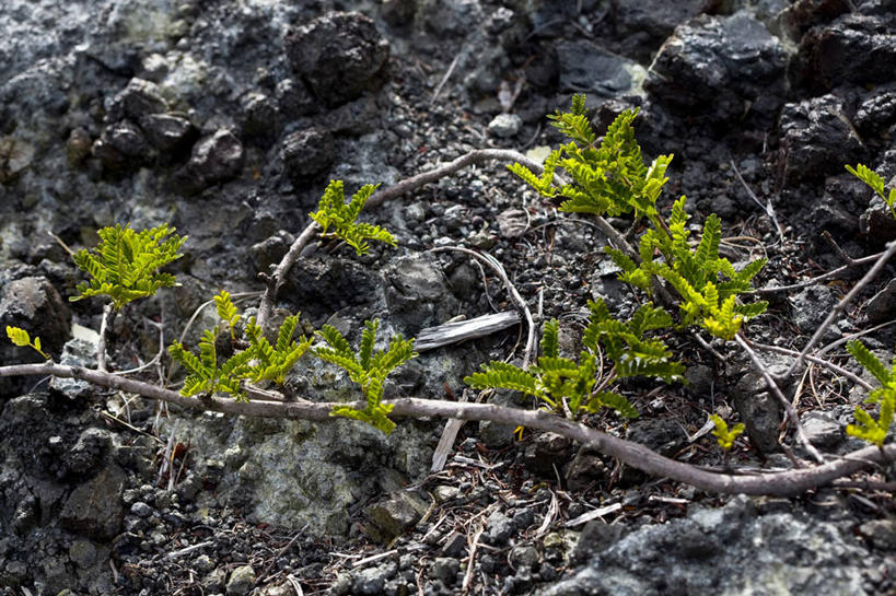 无人,横图,俯视,室外,特写,白天,石头,美景,植物,东京,日本,亚洲,阴影,光线,石子,影子,景观,泥土,土壤,枝条,树,树木,树枝,绿色,阳光,自然,景色,生长,成长,自然风光,东亚,本州,关东地方,本州岛,日本国,东京都,小笠原群岛,虬枝,枝杈,父岛列岛,石块,彩图,高角度拍摄