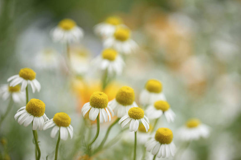 无人,横图,俯视,室外,特写,白天,花海,花圃,美景,植物,叶子,阴影,朦胧,模糊,盛开,光线,影子,景观,洋甘菊,花蕾,花,花瓣,花朵,花卉,鲜花,黄色,绿色,白色,阳光,自然,花丛,花束,花田,花苞,花蕊,菊花,景色,活力,力量,坚强,自然风光,交往,母菊,和好,彩图,高角度拍摄