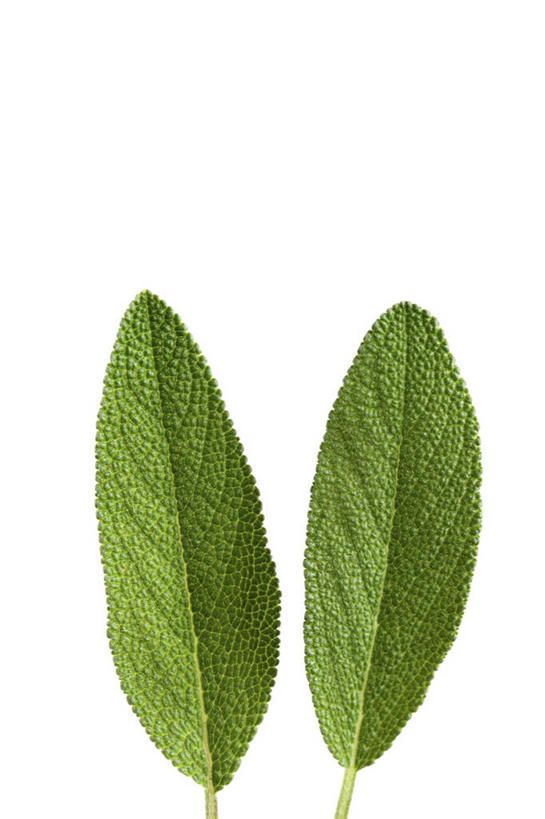 无人,家庭,竖图,室内,特写,白天,白色背景,正面,智慧,植物,叶子,两片,纹理,绿叶,绿色,嫩叶,摄影,影棚,鼠尾草,肌理,理性,叶,叶片,叶脉,彩图,影棚拍摄,拍摄