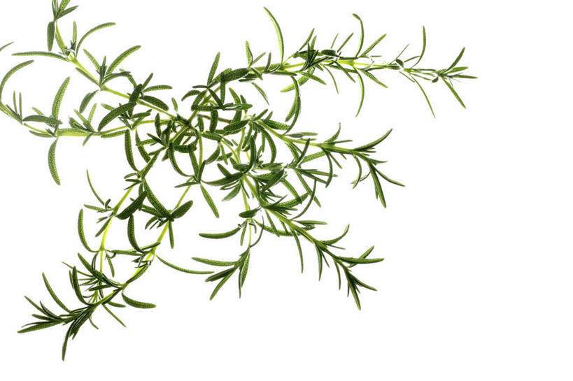 无人,横图,俯视,室内,特写,白天,白色背景,叶子,绿叶,嫩叶,摄影,影棚,迷迭香,海洋之露,叶,叶片,彩图,高角度拍摄,影棚拍摄,拍摄