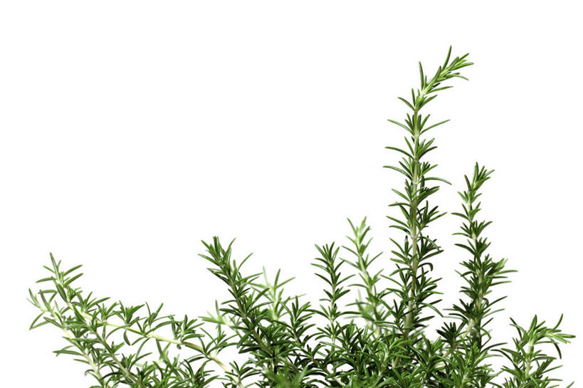 无人,横图,室内,特写,白天,白色背景,正面,叶子,绿叶,嫩叶,摄影,影棚,迷迭香,海洋之露,叶,叶片,彩图,影棚拍摄,拍摄