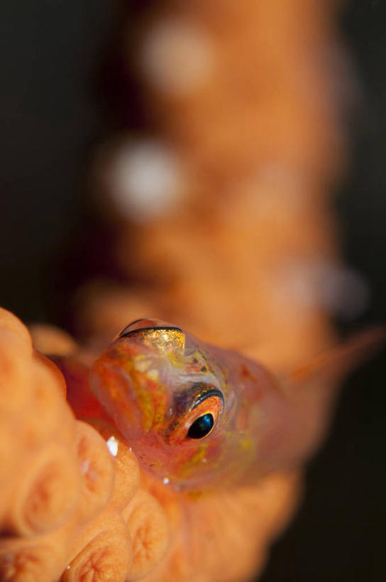 游泳,无人,竖图,室内,特写,白天,正面,海底,水下,美景,一条,朦胧,模糊,鱼,景观,水底,注视,鱼类,海洋生物,自然,观察,看,橙色,景色,海底世界,观看,察看,关注,自然风光,水生动物,水生物,海底动物,泅水,虾虎鱼,拍浮,海床,半身,彩图