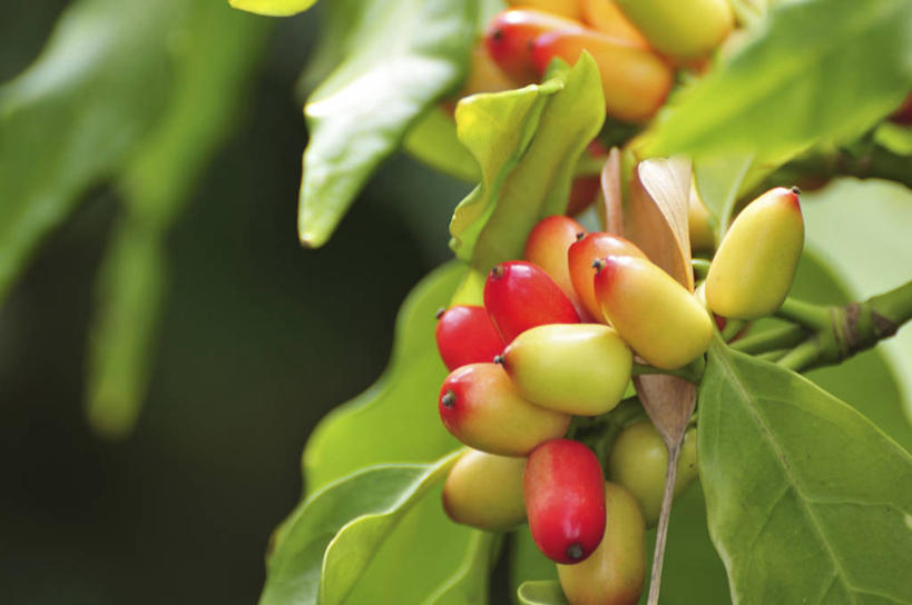 无人,横图,室外,特写,白天,正面,美景,植物,叶子,阴影,朦胧,模糊,光线,纹理,影子,景观,绿叶,绿色,阳光,自然,嫩叶,景色,自然风光,肌理,叶,叶片,叶脉,彩图,东瀛珊瑚,青木,桃叶珊瑚,绞木