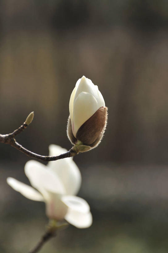 无人,竖图,室外,特写,白天,正面,美景,玉兰花,阴影,朦胧,模糊,盛开,光线,影子,景观,花蕾,花,花瓣,花朵,鲜花,白色,阳光,自然,花苞,花蕊,景色,自然风光,辛夷,木兰花,玉兰,应春花,木兰,白玉兰,玉树,彩图,望春,玉堂春