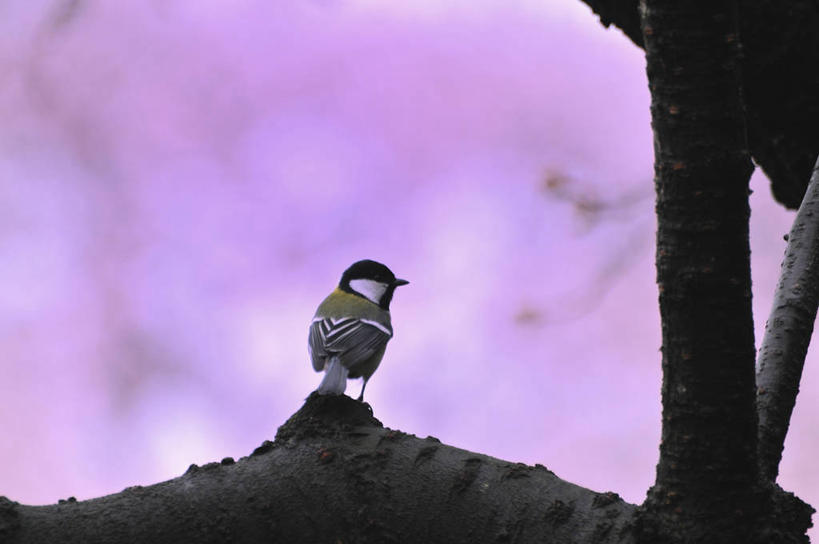 无人,站,横图,室外,白天,仰视,幸福,纯洁,美景,植物,樱花,鸟,日本,亚洲,阴影,朦胧,模糊,盛开,光线,鸟类,山雀,影子,景观,枝条,千叶县,花蕾,扭头,注视,停留,花,花瓣,花朵,鲜花,树,树木,树枝,一只,绿色,阳光,自然,花苞,花蕊,观察,看,站着,转头,景色,生长,成长,观看,等待,停止,察看,生命,关注,自然风光,东亚,本州,关东地方,本州岛,日本国,仙樱花,福岛樱,青肤樱,高尚,千叶,热烈,逗留,停顿,虬枝,枝杈,白脸山雀,大山雀,荆桃,站立,彩图,低角度拍摄,全身