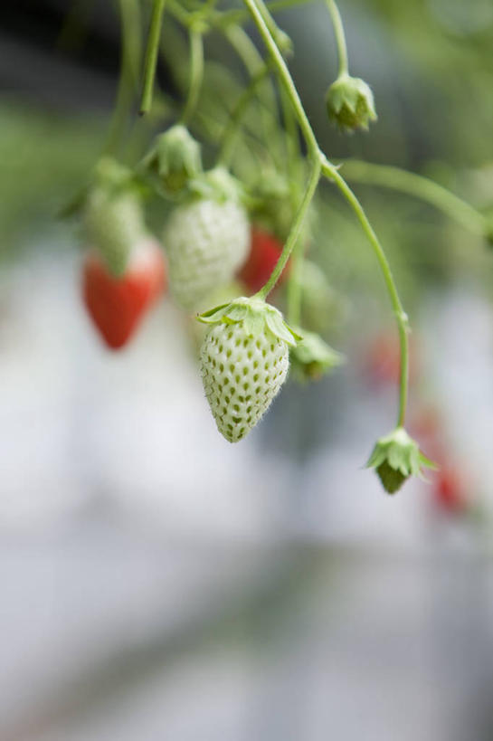 无人,竖图,室外,特写,白天,正面,草莓,浆果,水果,叶子,朦胧,模糊,新鲜,生食,食品,果实,绿叶,温室,食物,嫩叶,有机食品,绿色食品,设施,暖房,防寒,加温,透光,保温,叶,叶片,洋莓,水果皇后,红莓,地莓,彩图