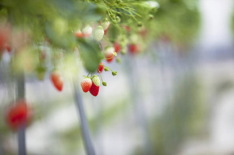 无人,横图,室外,特写,白天,正面,草莓,浆果,水果,叶子,许多,朦胧,模糊,新鲜,生食,食品,果实,绿叶,很多,温室,食物,红色,嫩叶,有机食品,绿色食品,设施,暖房,防寒,加温,透光,保温,叶,叶片,洋莓,水果皇后,红莓,地莓,彩图