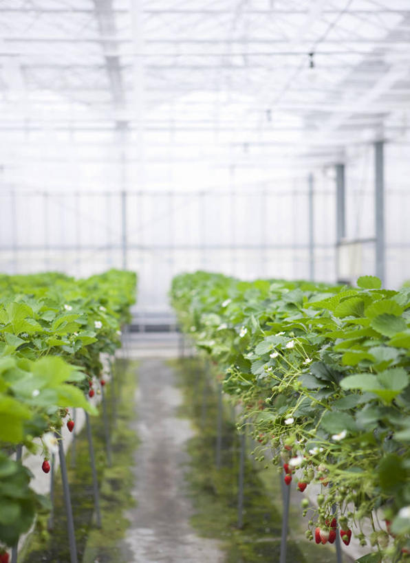 无人,竖图,室外,白天,正面,草莓,浆果,水果,叶子,许多,新鲜,生食,食品,果实,绿叶,很多,温室,食物,红色,嫩叶,有机食品,绿色食品,设施,暖房,防寒,加温,透光,保温,叶,叶片,洋莓,水果皇后,红莓,地莓,彩图