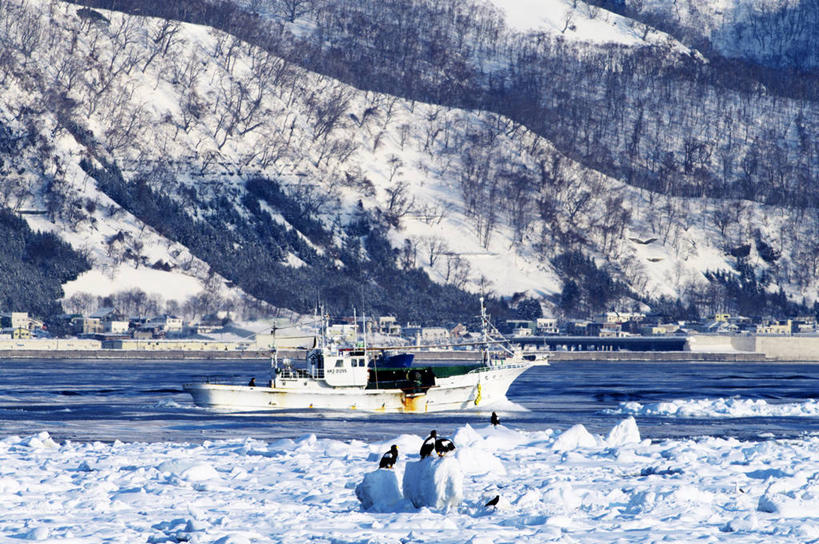 无人,站,横图,室外,白天,正面,旅游,度假,冰山,海浪,海洋,美景,山,轮船,船,鸟,野生动物,北海道,日本,亚洲,四只,阴影,光线,鸟类,影子,冰,景观,浪花,山峰,山峦,娱乐,冰川,阳光,自然,海水,动物,交通工具,站着,享受,休闲,景色,放松,寒冷,冰冷,自然风光,载具,冰河,凶猛,海景,东亚,海雕,日本国,北海道地方,北海道岛,严寒,冰凉,酷寒,凛冽,凛凛,极冷,虎头雕,虎头海雕,羌鹫,残暴,凶残,大海,风浪,海,海水的波动,近岸浪,涌浪,站立,彩图,全身