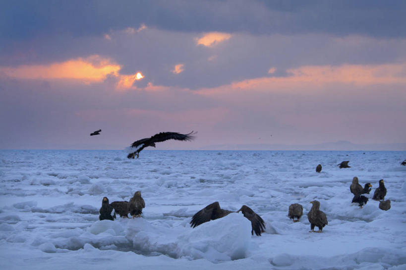 无人,伸展双臂,横图,室外,白天,正面,旅游,度假,冰山,日出,海浪,海洋,美景,山,太阳,鸟,野生动物,北海道,日本,亚洲,一群,许多,飞翔,飞行,鸟类,冰,景观,浪花,山峰,水平线,辽阔,朝霞,晨曦,海平线,黎明,山峦,很多,翱翔,娱乐,飞,冰川,阳光,自然,海水,动物,享受,休闲,广阔,景色,放松,寒冷,一望无际,冰冷,自然风光,冰河,凶猛,海景,东亚,海雕,日本国,北海道地方,北海道岛,严寒,冰凉,酷寒,凛冽,凛凛,极冷,虎头雕,虎头海雕,羌鹫,无边无际,一马平川,残暴,凶残,大海,风浪,海,海水的波动,近岸浪,涌浪,朝阳,敞开双臂,伸开双臂,展开双肩,张开手臂,张开双臂,彩图,全身,卯时,破晓,日始,水天相接,水天一线