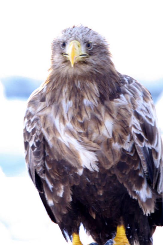 无人,站,竖图,室外,白天,正面,冰山,美景,山,鸟,野生动物,北海道,日本,亚洲,阴影,光线,鸟类,影子,冰,景观,山峰,山峦,注视,冰川,一只,阳光,自然,动物,观察,看,站着,景色,寒冷,观看,察看,冰冷,关注,自然风光,冰河,凶猛,东亚,海雕,日本国,北海道地方,北海道岛,严寒,冰凉,酷寒,凛冽,凛凛,极冷,虎头雕,虎头海雕,羌鹫,残暴,凶残,站立,半身,彩图