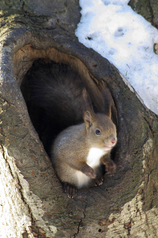 无人,站,竖图,室外,白天,侧面,美景,植物,野生动物,北海道,日本,亚洲,朦胧,模糊,洞,景观,树桩,注视,树,树干,树木,一只,绿色,自然,动物,松鼠,观察,看,站着,木桩,景色,可爱,洞穴,活泼,生长,成长,观看,察看,关注,自然风光,东亚,穴,日本国,北海道地方,北海道岛,红松鼠,站立,彩图,全身