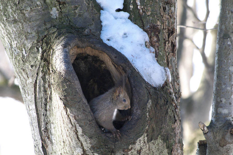 无人,站,横图,室外,白天,侧面,美景,植物,野生动物,北海道,日本,亚洲,朦胧,模糊,洞,景观,树桩,注视,树,树干,树木,一只,绿色,自然,动物,松鼠,观察,看,站着,木桩,景色,可爱,洞穴,活泼,生长,成长,观看,察看,关注,自然风光,东亚,穴,日本国,北海道地方,北海道岛,红松鼠,站立,彩图,全身