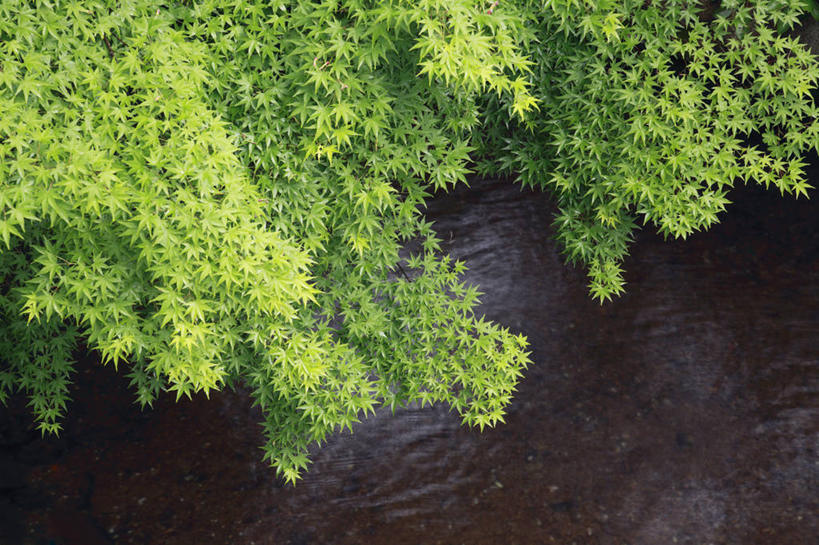 无人,横图,俯视,室外,白天,旅游,度假,美景,植物,枫树,京都,日本,亚洲,波纹,池塘,景观,水池,枝条,涟漪,娱乐,树,树木,树枝,绿色,倒影,水纹,自然,波浪,享受,休闲,景色,放松,京都府,生长,成长,倒映,自然风光,东亚,本州,本州岛,日本国,近畿地方,近畿,水晕,槭树,糖枫,糖槭,糖槭树,反照,虬枝,枝杈,左京区,彩图,高角度拍摄