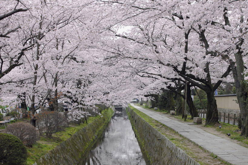 无人,横图,室外,白天,正面,幸福,纯洁,草地,草坪,河流,石头,水,植物,樱花,京都,日本,亚洲,波纹,盛开,石子,河水,水流,桥,涟漪,花蕾,石桥,拱桥,栈桥,草,花,花瓣,花朵,鲜花,树,树木,粉色,绿色,水纹,自然,波浪,花苞,花蕊,京都府,拱形,生长,成长,等待,人行桥,石拱桥,生命,东亚,本州,本州岛,日本国,近畿地方,近畿,水晕,仙樱花,福岛樱,青肤樱,高尚,热烈,左京区,石块,荆桃,彩图