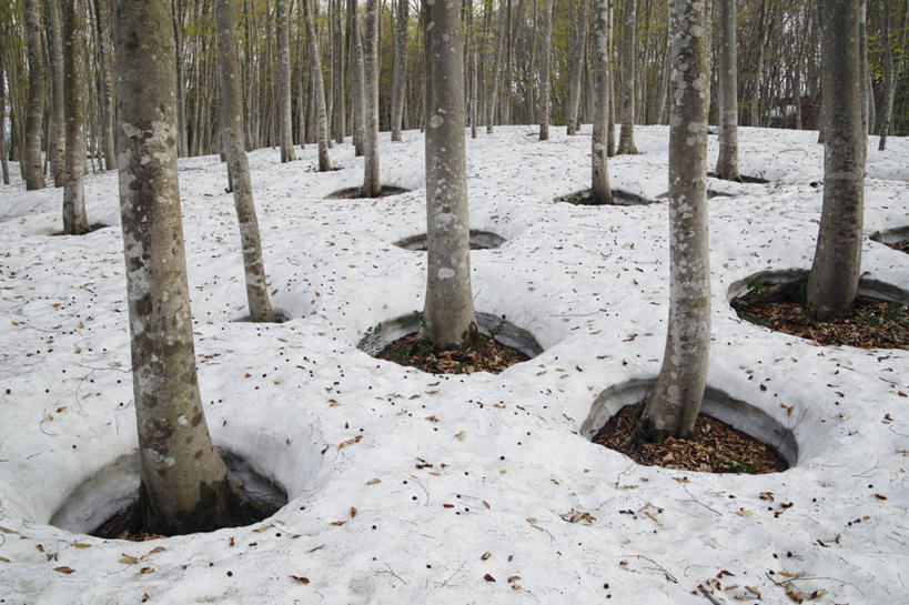 无人,横图,俯视,室外,白天,旅游,度假,美景,森林,树林,雪,植物,大雪,日本,亚洲,积雪,景观,雪景,冬季,冬天,树桩,娱乐,树,树干,树木,绿色,自然,享受,休闲,木桩,景色,放松,寒冷,生长,成长,自然风光,东亚,本州,本州岛,日本国,中部地方,新潟,新潟县,严寒,彩图,高角度拍摄,十日町市
