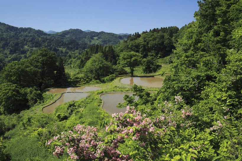 无人,农田,横图,俯视,室外,白天,旅游,度假,庄稼,梯田,农作物,美景,森林,山,山脉,树林,植物,日本,亚洲,阴影,曲折,弯曲,光线,影子,景观,山峰,山峦,娱乐,树,树木,蓝色,绿色,蓝天,天空,阳光,自然,群山,天,享受,休闲,景色,放松,蜿蜒,生长,晴朗,成长,自然风光,东亚,本州,万里无云,本州岛,日本国,中部地方,新潟,新潟县,晴空,晴空万里,彩图,高角度拍摄,耕地,庄稼田,十日町市