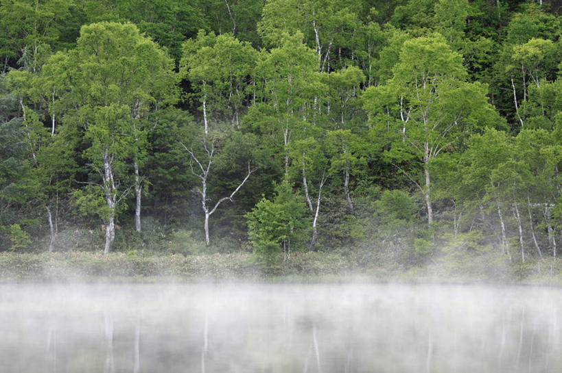 无人,横图,室外,白天,正面,旅游,度假,河流,美景,森林,树林,水,植物,雾,长野县,日本,亚洲,朦胧,模糊,河水,景观,水流,娱乐,树,树木,绿色,自然,享受,休闲,景色,放松,生长,成长,迷雾,自然风光,东亚,本州,本州岛,日本国,中部地方,长野,山之内,山之内町,下高井郡,大雾,彩图