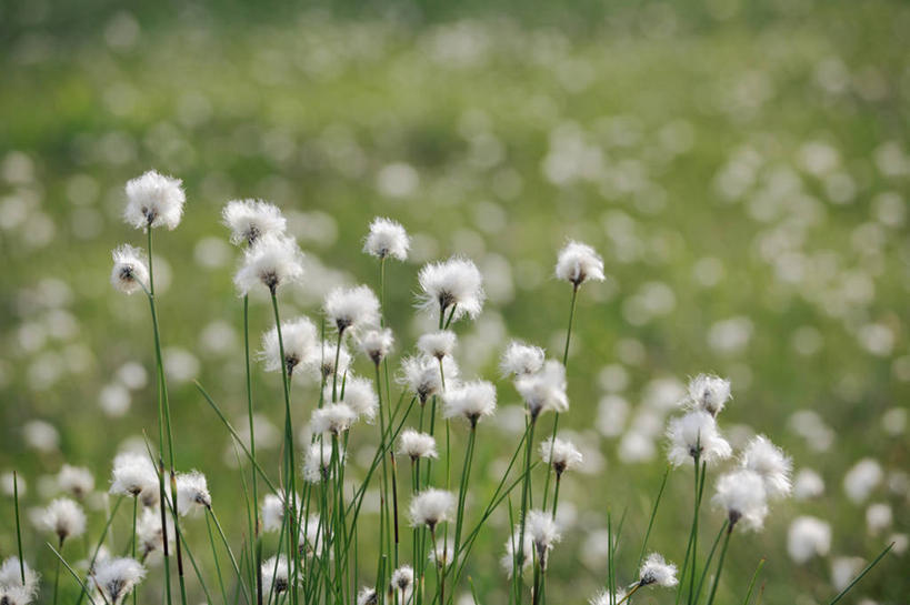 无人,横图,室外,白天,正面,旅游,度假,花海,花圃,美景,植物,叶子,长野县,日本,亚洲,朦胧,模糊,盛开,景观,羊胡子草,花蕾,娱乐,草,花,花瓣,花朵,花卉,鲜花,绿色,白色,自然,花丛,花束,花田,花苞,花蕊,享受,休闲,景色,放松,生长,成长,自然风光,东亚,本州,本州岛,日本国,中部地方,长野,卵穗苔草,山之内,山之内町,下高井郡,彩图