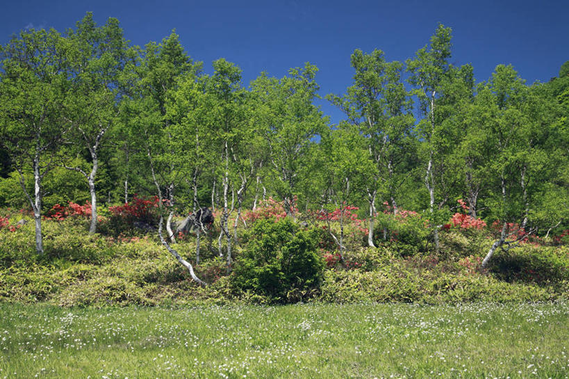 无人,横图,室外,白天,正面,旅游,度假,草地,草坪,美景,树林,植物,长野县,日本,亚洲,阴影,光线,影子,景观,羊胡子草,娱乐,草,树,树木,蓝色,绿色,蓝天,天空,阳光,自然,天,享受,休闲,景色,放松,生长,晴朗,成长,自然风光,东亚,本州,万里无云,本州岛,日本国,中部地方,长野,卵穗苔草,山之内,山之内町,下高井郡,晴空,晴空万里,彩图